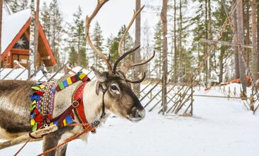 BÜYÜLEYİCİ KUZEY IŞIKLARI & LAPLAND TURU