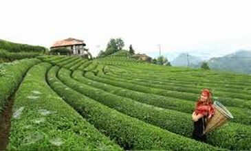 25-31 AĞUSTOS 2026 BOYDAN BOYA BATI-DOĞU KARADENİZ &BATUM TURU